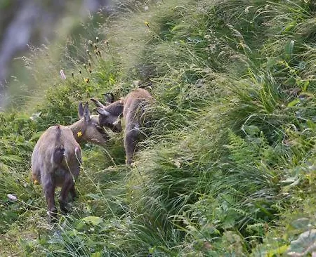 캠프장 Base De Loisirs Du De La Moselotte Saulxures-sur-Moselotte